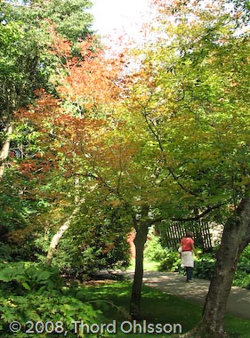 Acer japonicum